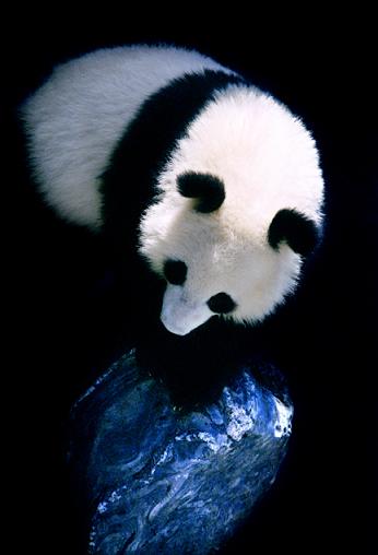 Hou Yimin